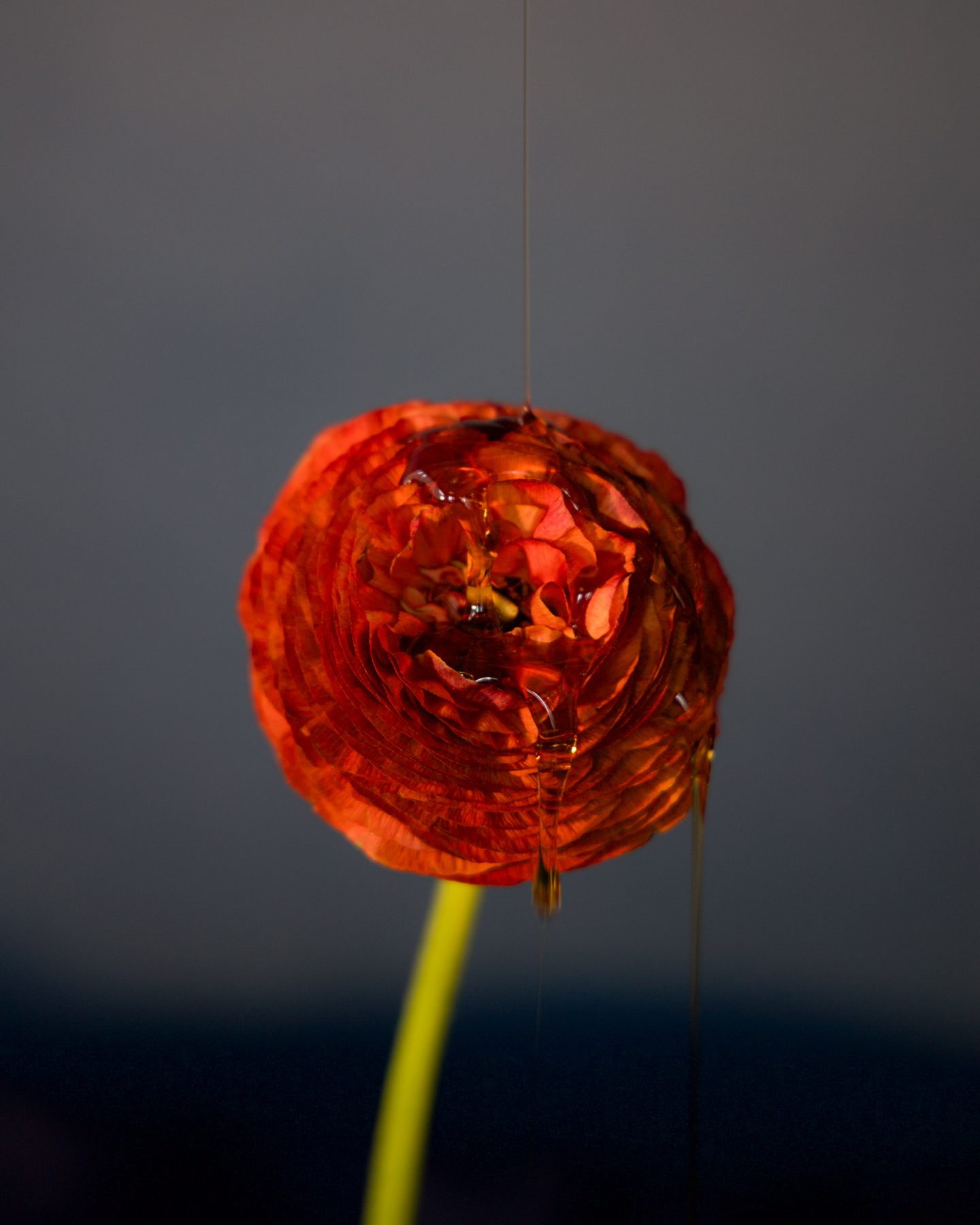 Honey dripping over a red ranunculus